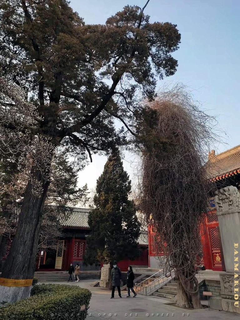 2023 02 05  PEKIN - WANSHOU TEMPLE LONGEVITE BIENVEILLANCE (19).jpg